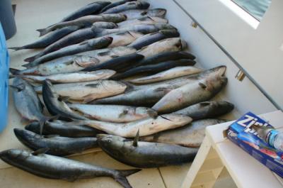 STRIPERS AND CHOPPERS